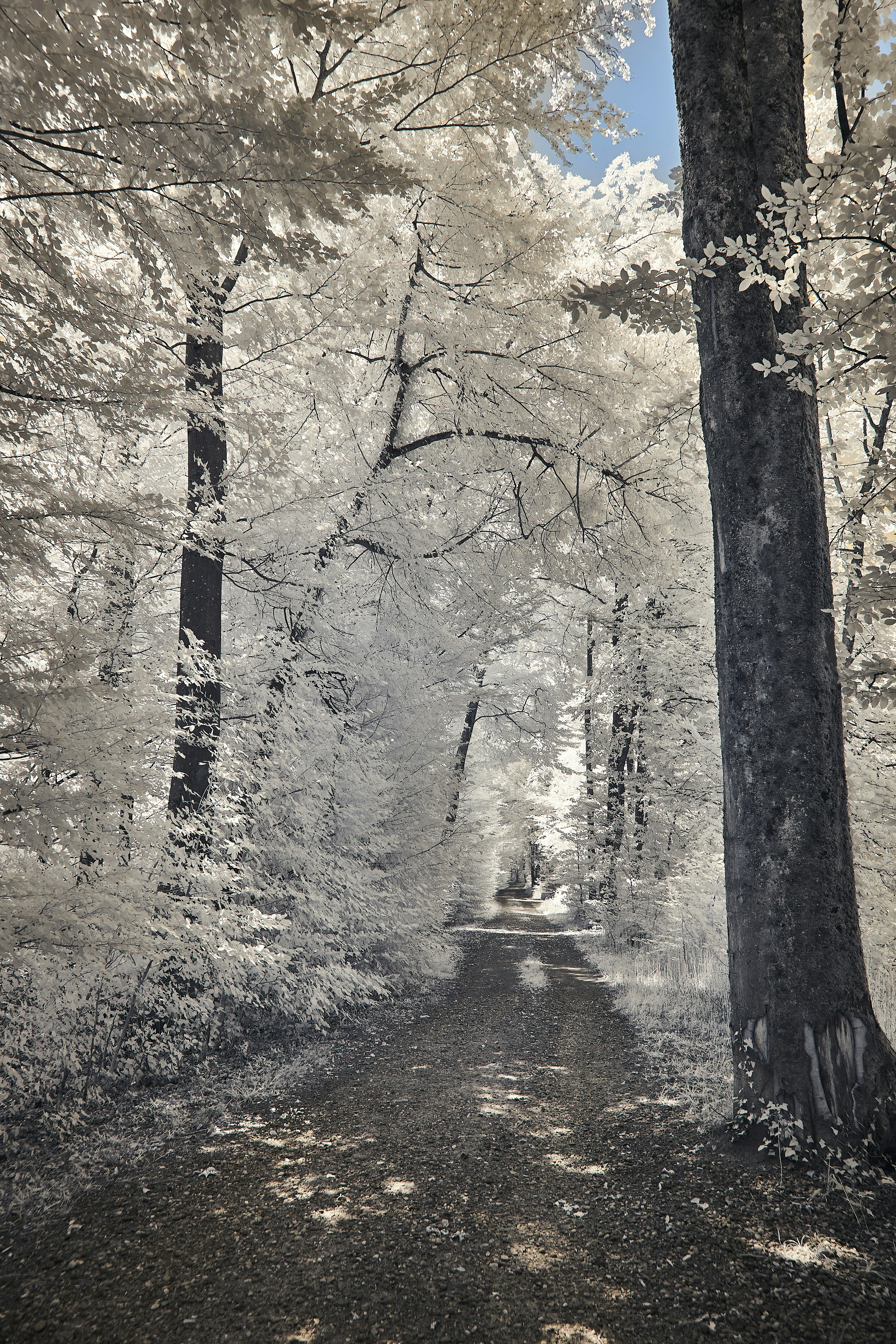 Photo by wolfgang_hasselmann