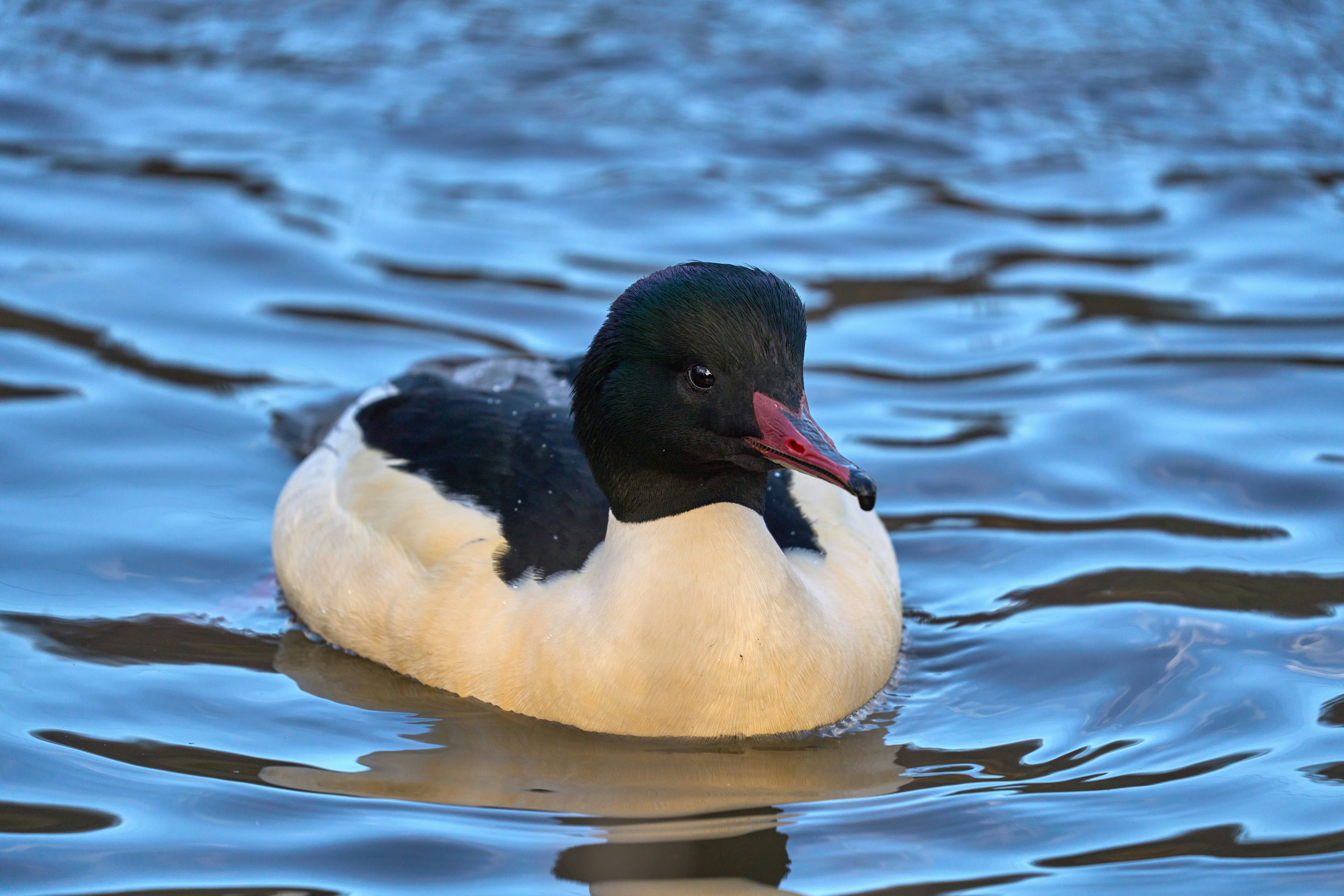 Photo by wolfgang_hasselmann