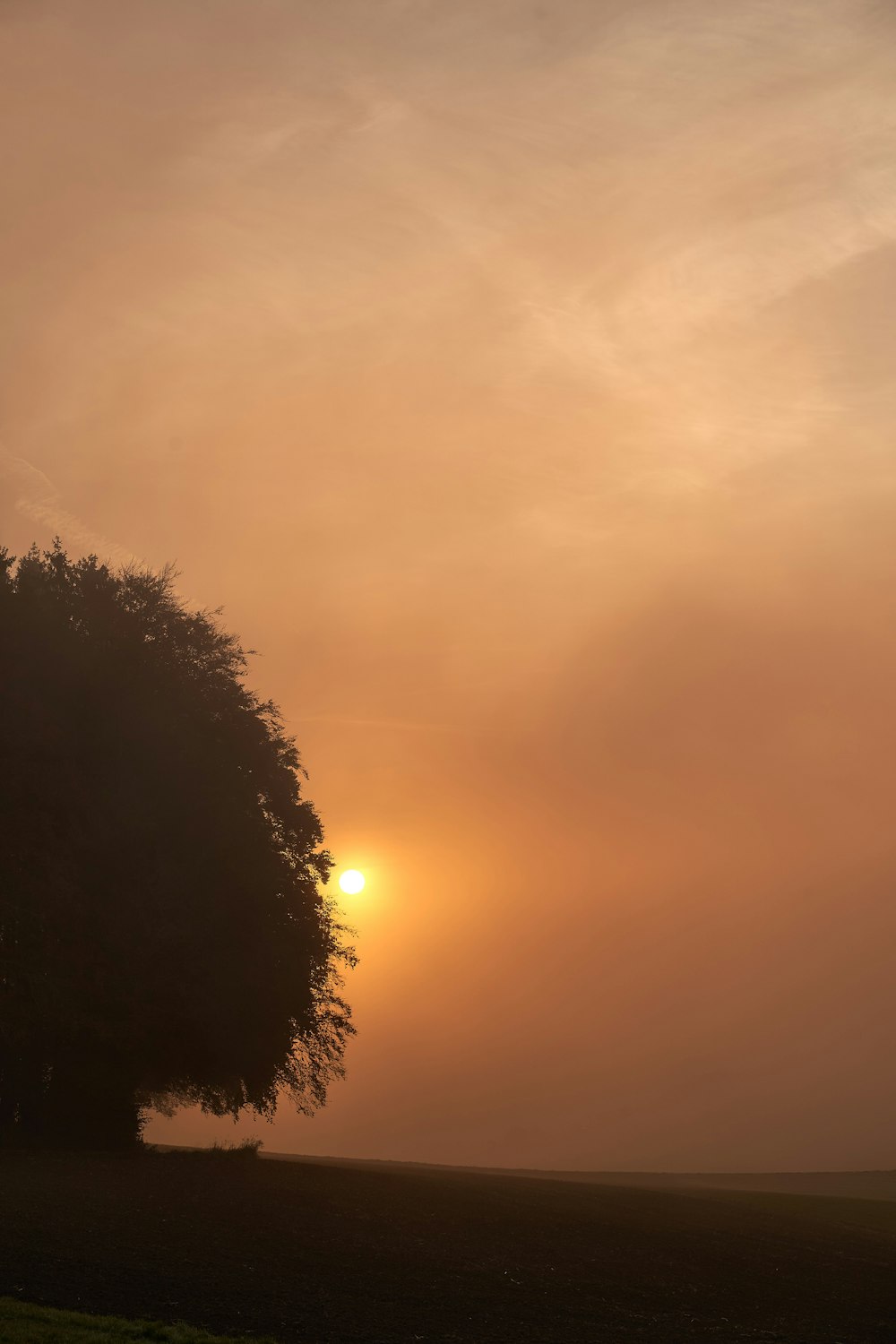 a tree with the sun in the background