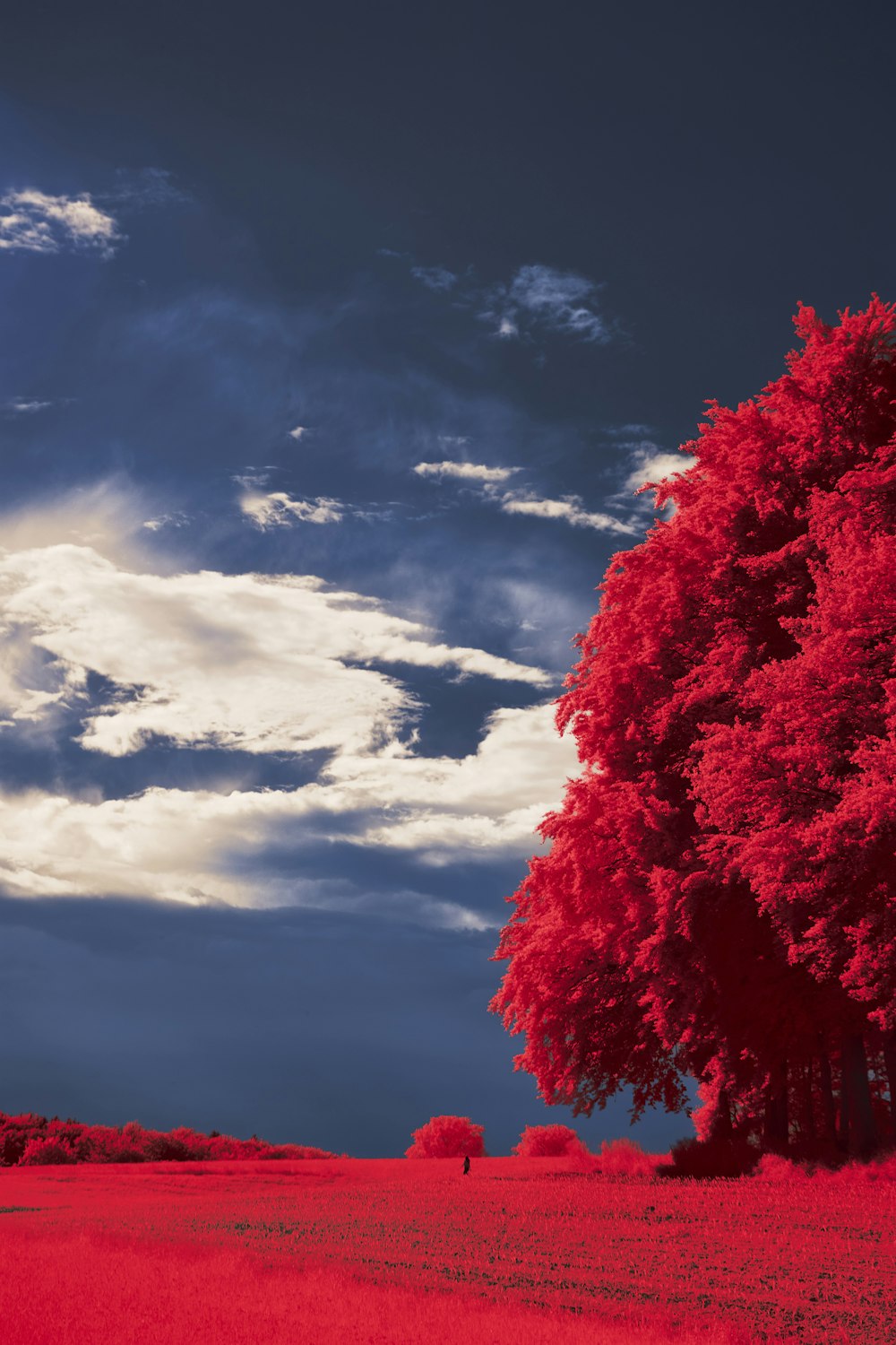 a field of red flowers