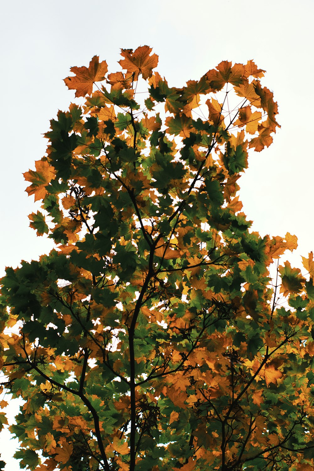 a tree with leaves