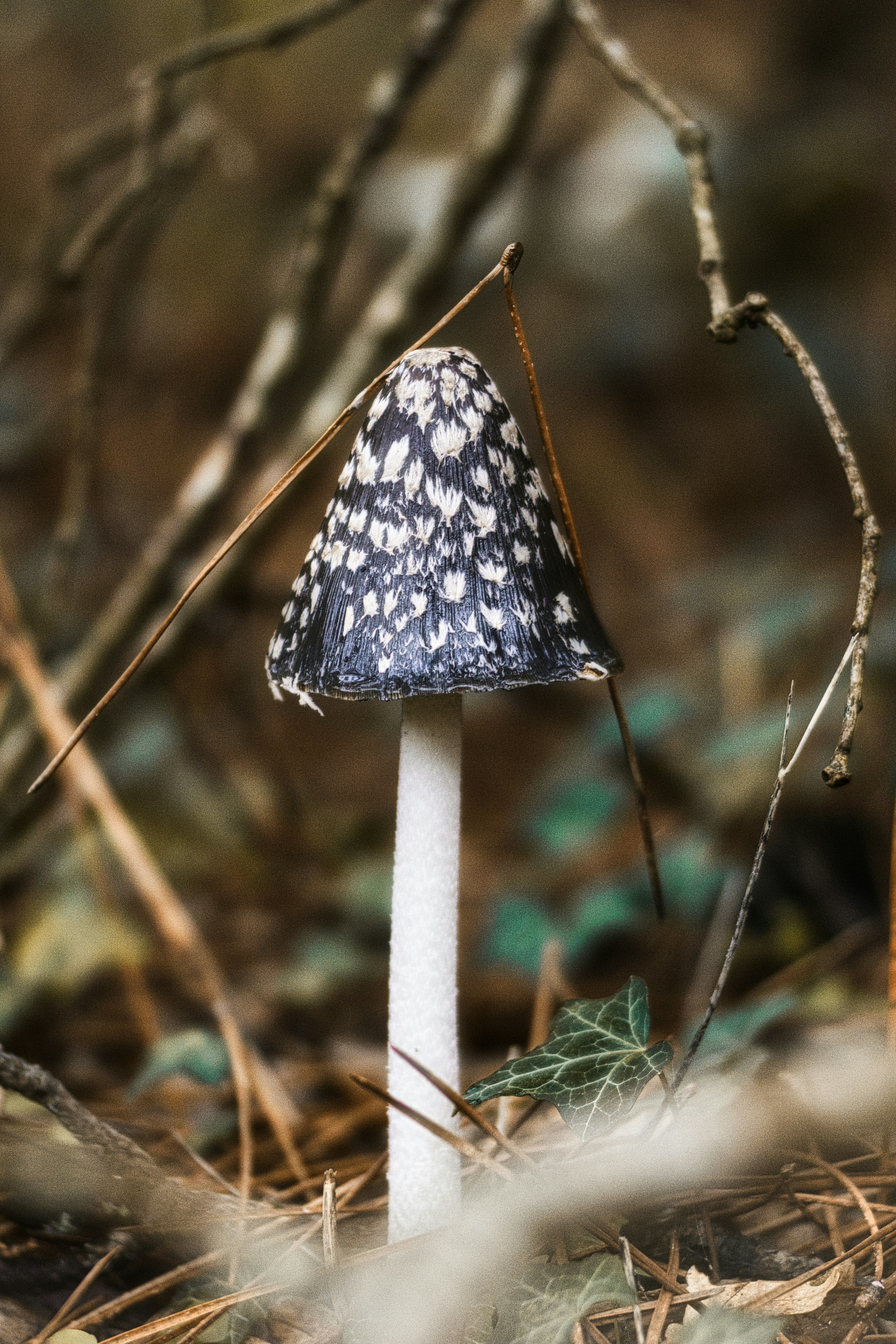 a mushroom growing in the woods