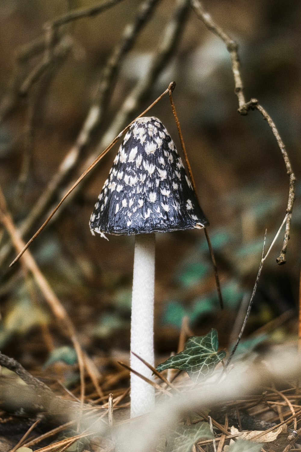 a mushroom growing in the woods