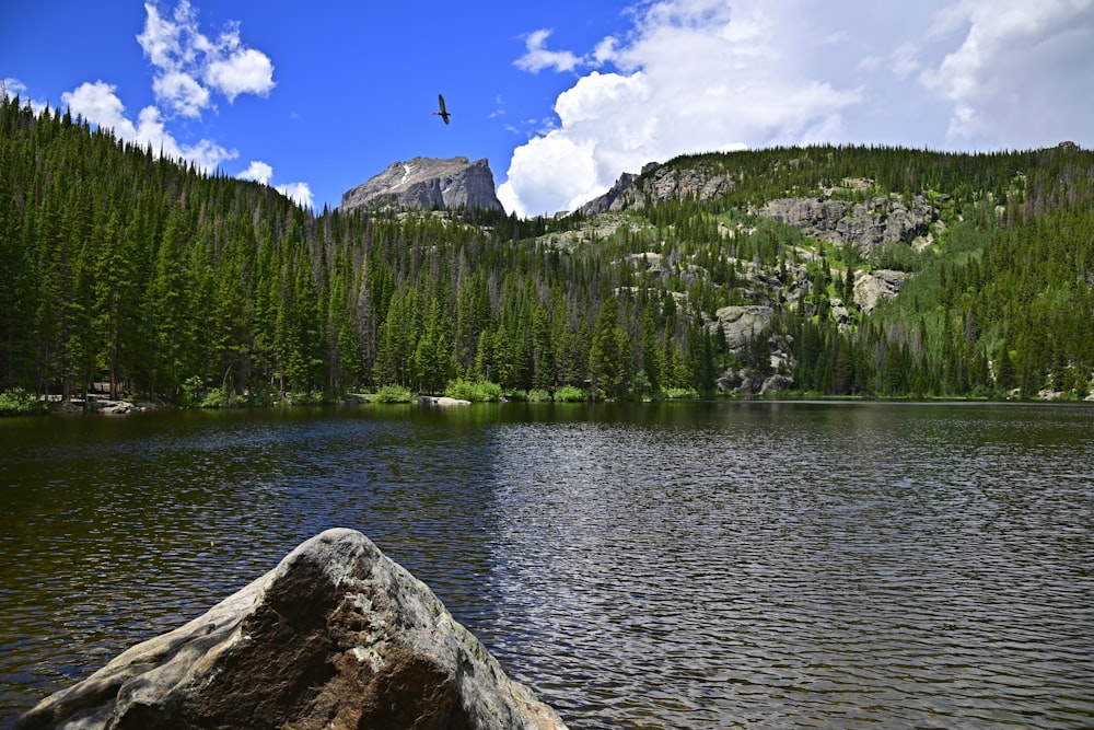 a bird flying over a lake