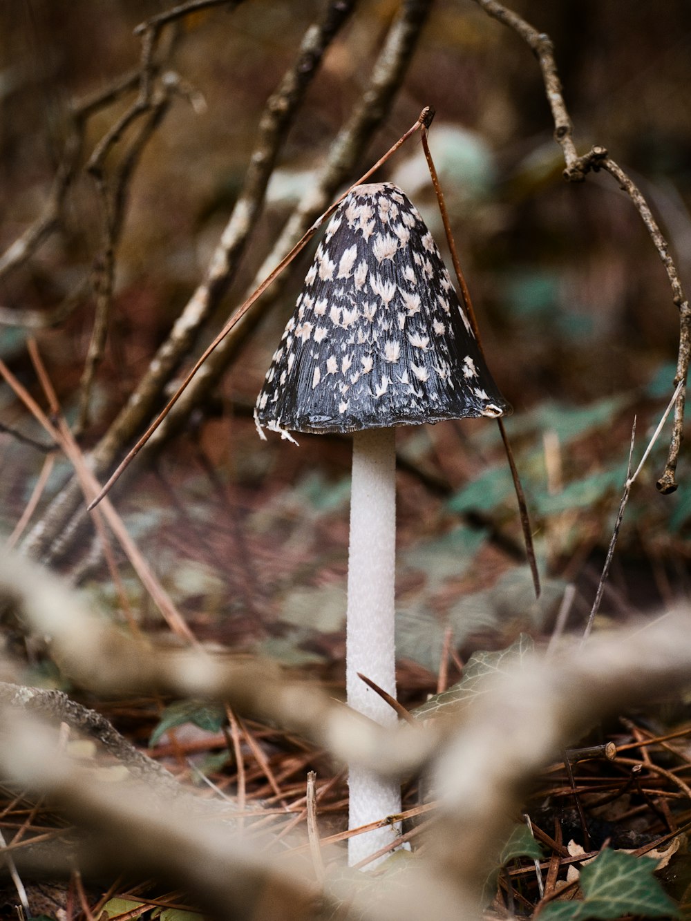 a mushroom growing in a tree