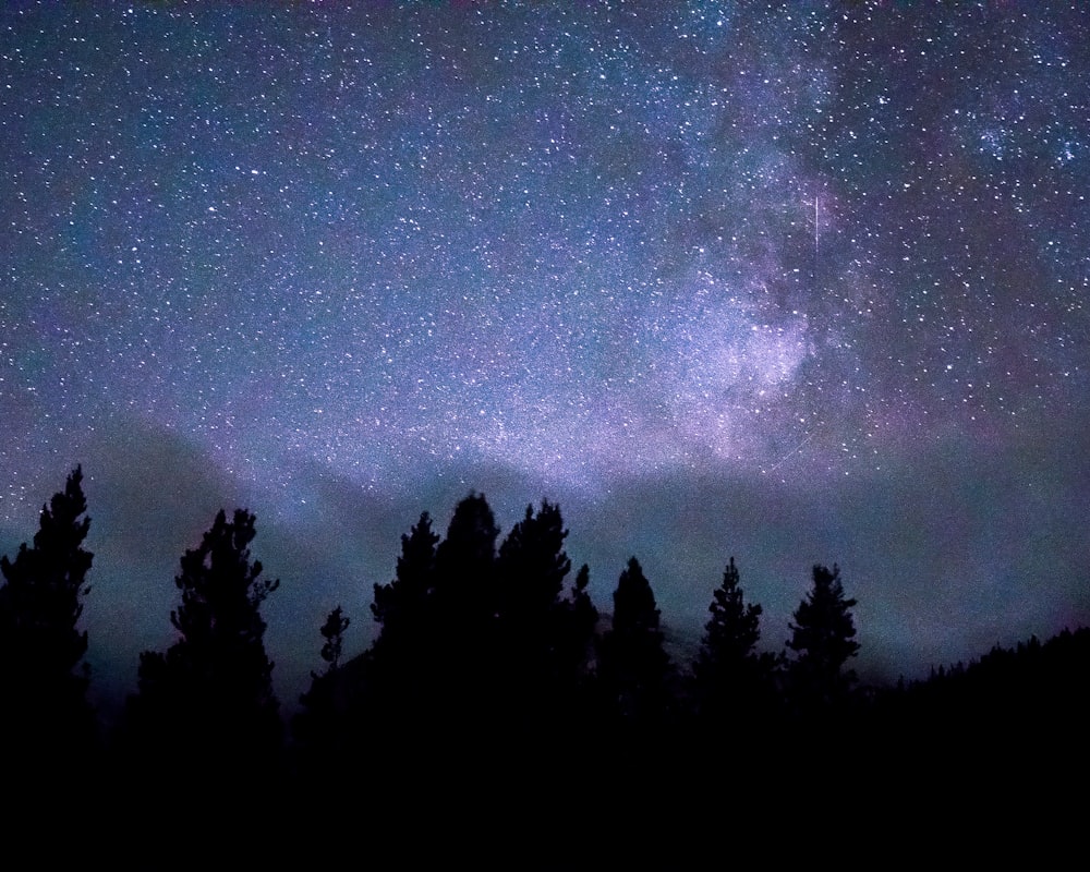 a group of trees with a starry sky above