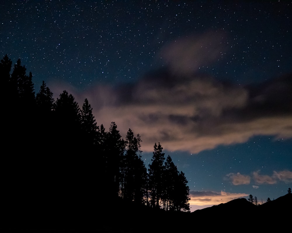 a night sky with trees and stars