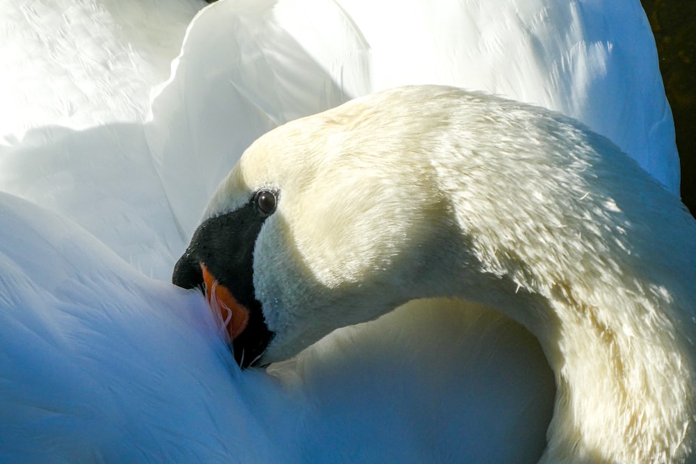 a polar bear in a pool