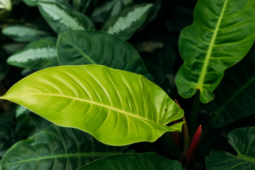 a close-up of a leaf