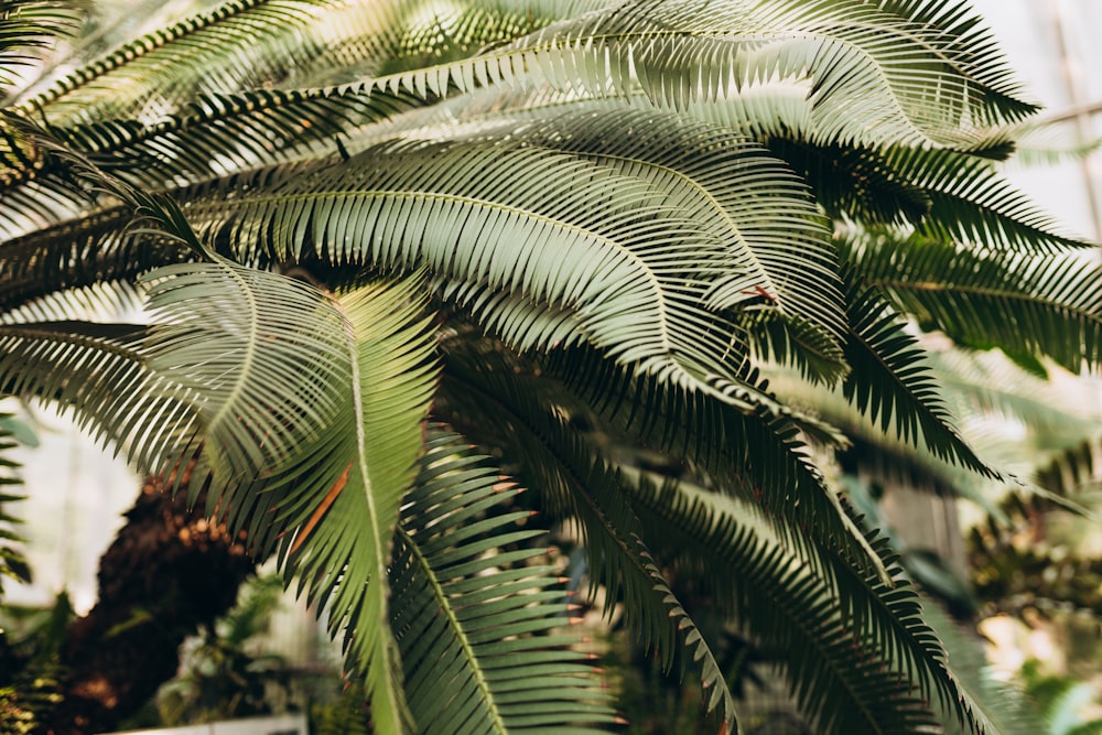 a close up of a tree