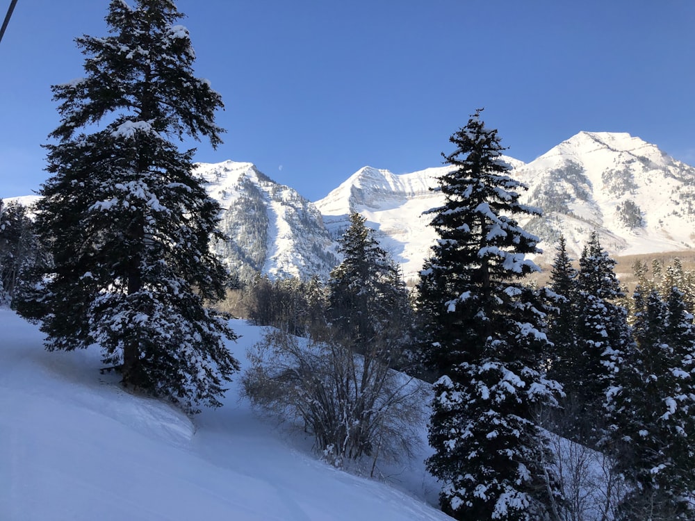 a snowy mountain with trees