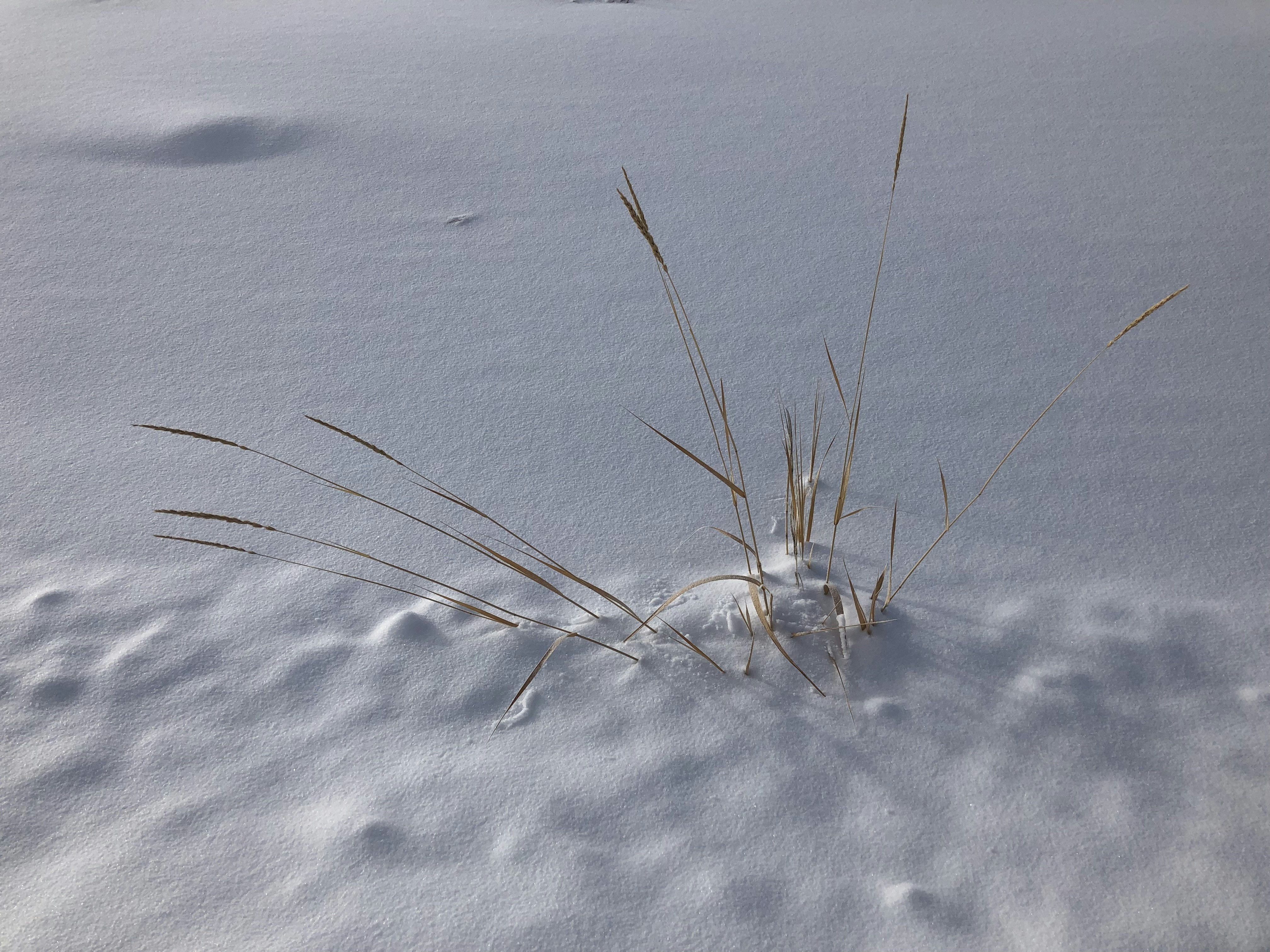 A snowshoeing adventure brought us past an untouched meadow. The snow lay evenly across the ground interrupted by a few plants that had managed to keep their heads above the rising level of powder. This tuft of meadow grass captivated me.