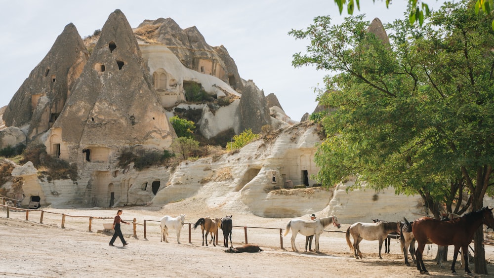 a group of horses in front of a rock formation