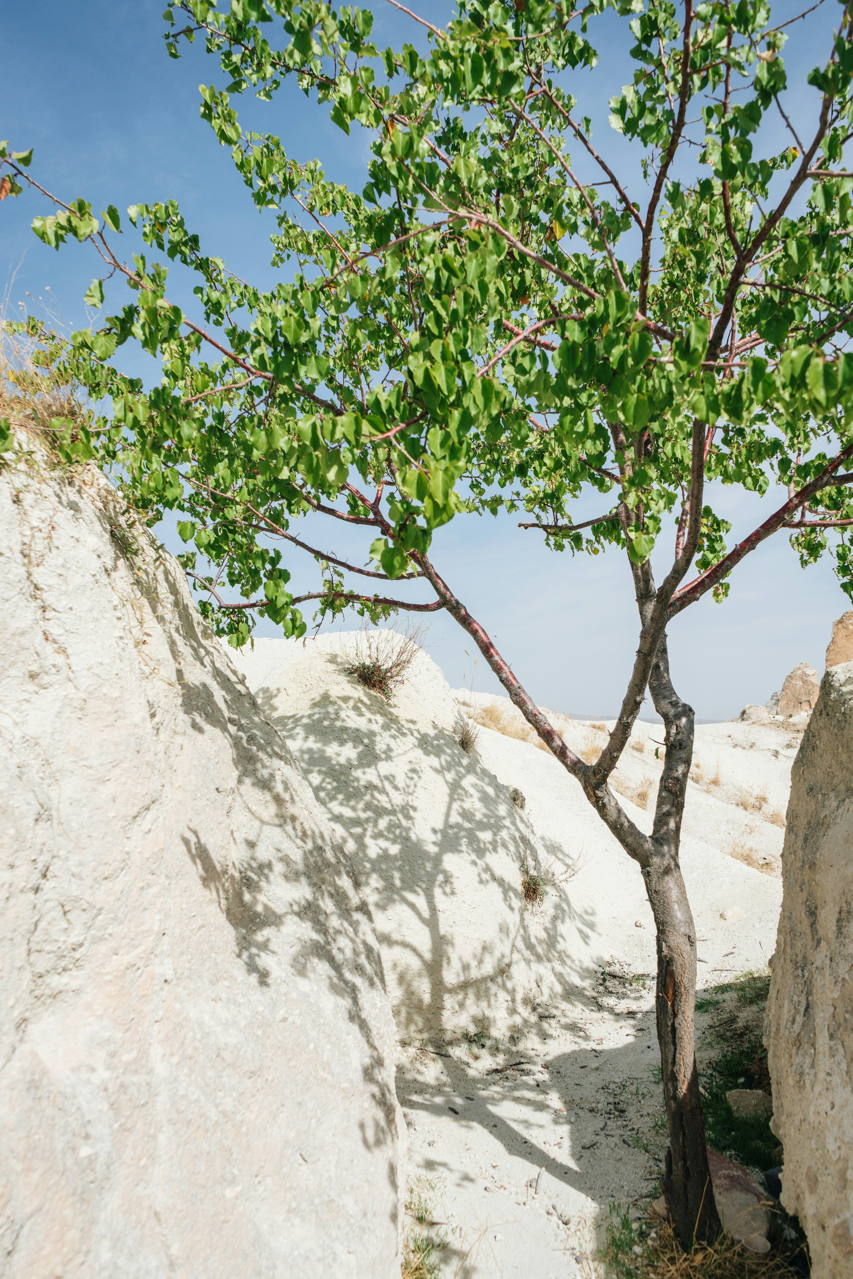 A tree with a rock wall and a rock wall photo – Free Cappadocia Image ...