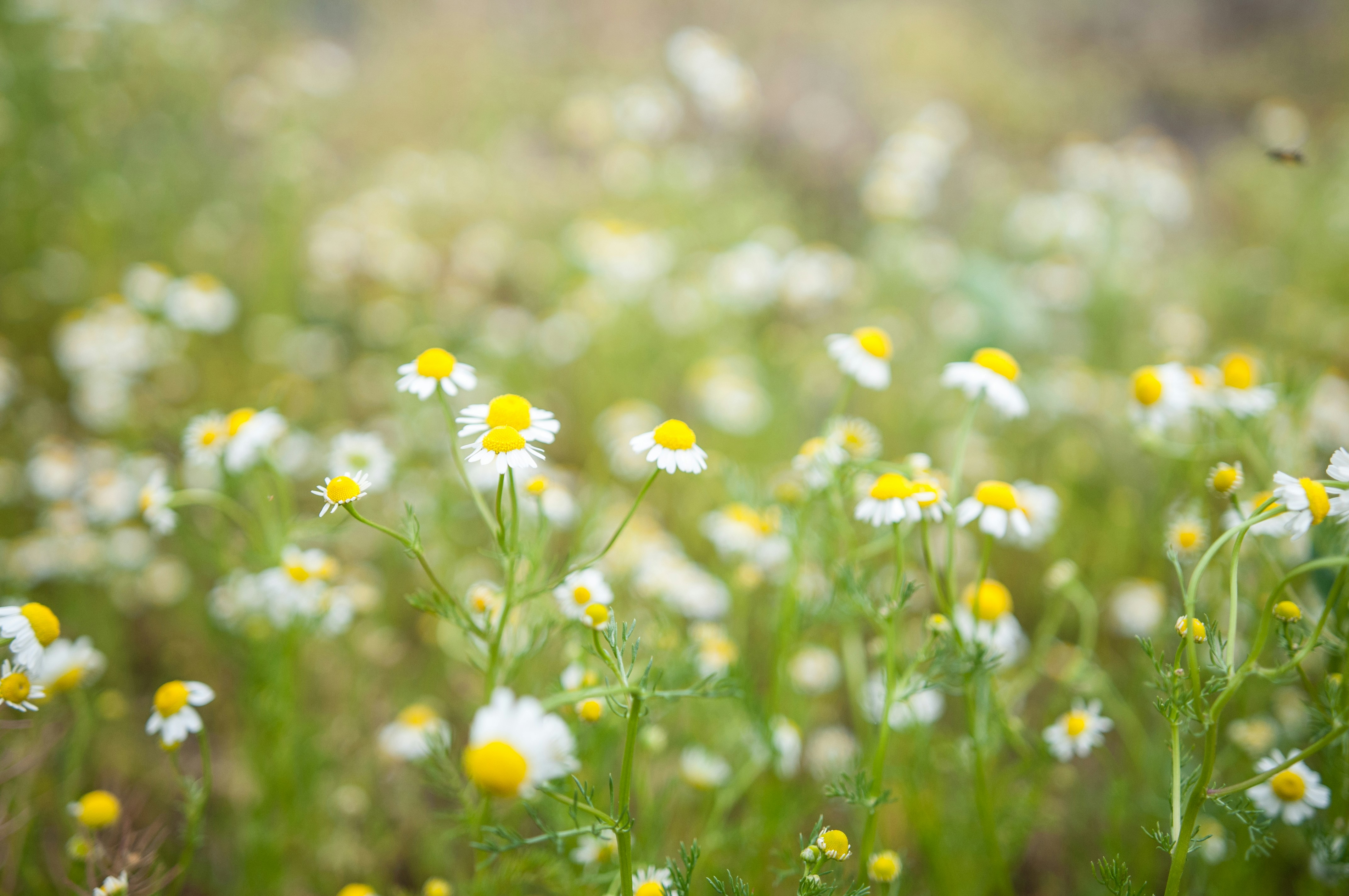 Photo by dyahkmiller