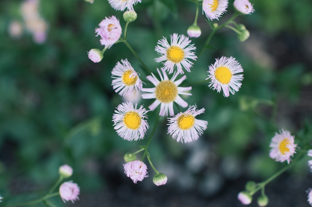 a group of flowers