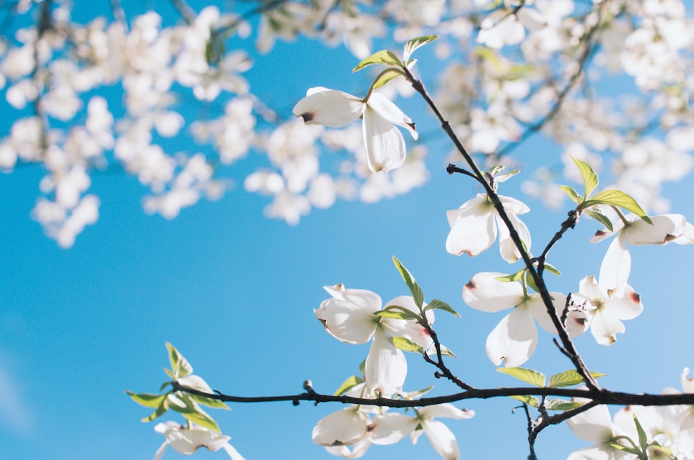 a close up of white flowers on a tree branch