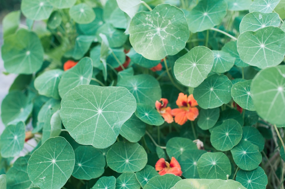 un groupe de fleurs sur une plante