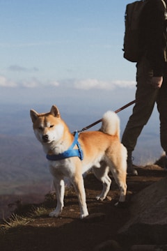 A proud Shiba standing on a rock with a scenic mountain background.
