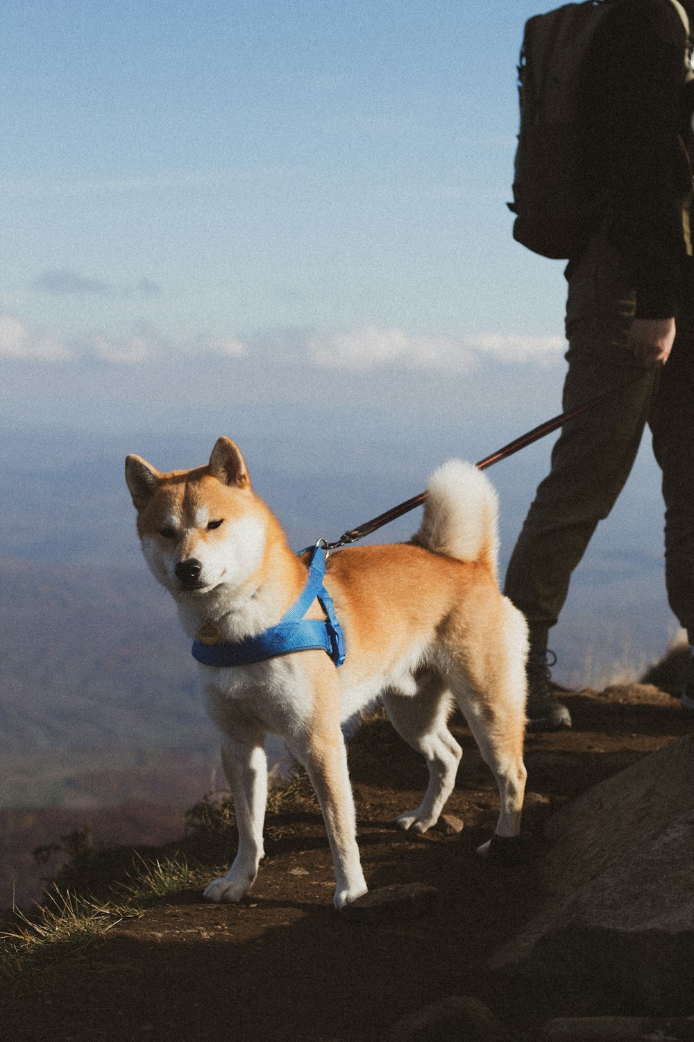 a dog on a leash