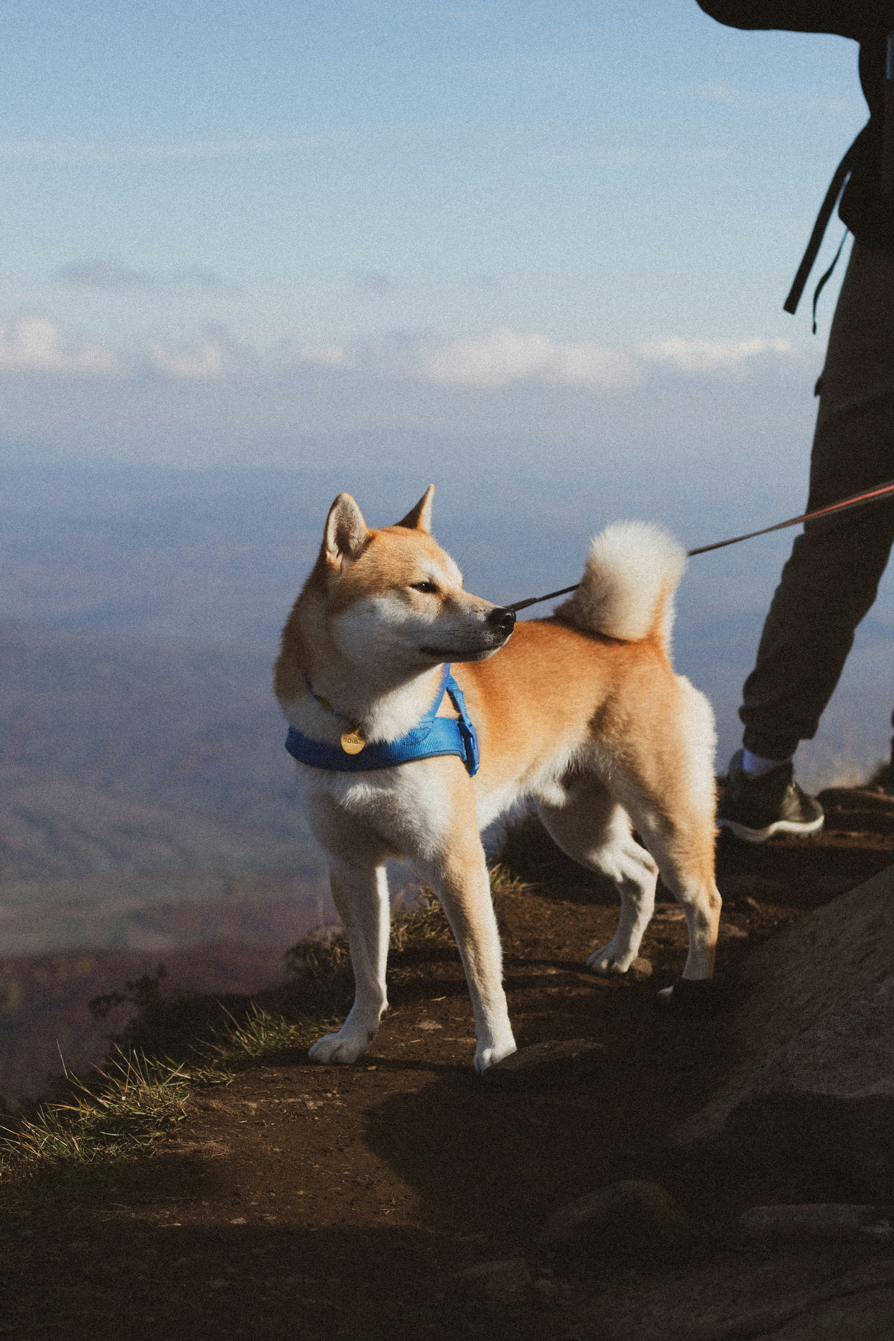 a dog on a leash on a beach