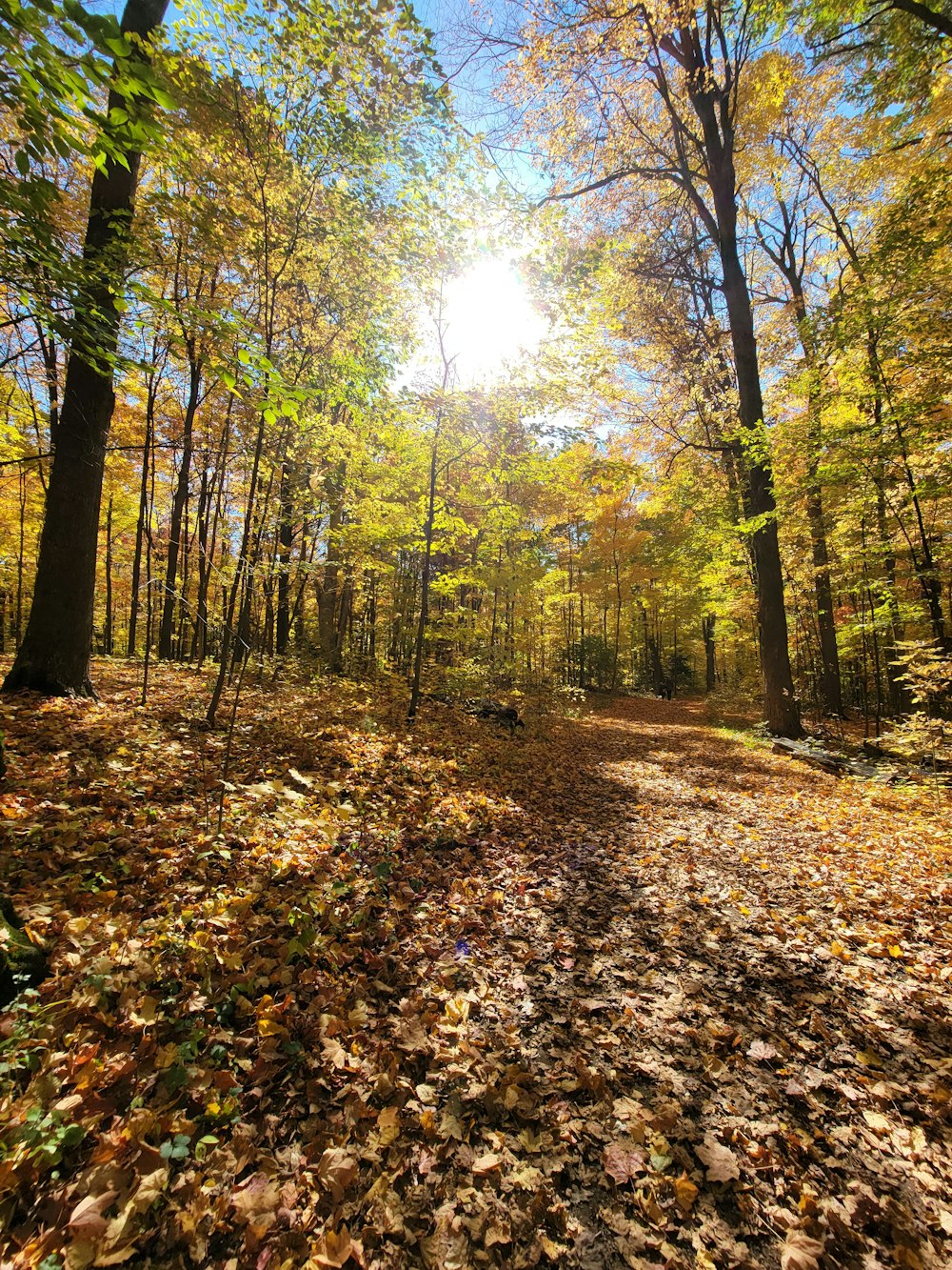 a path with leaves and trees on the side