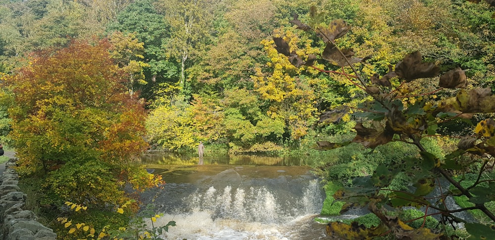 a river with trees around it