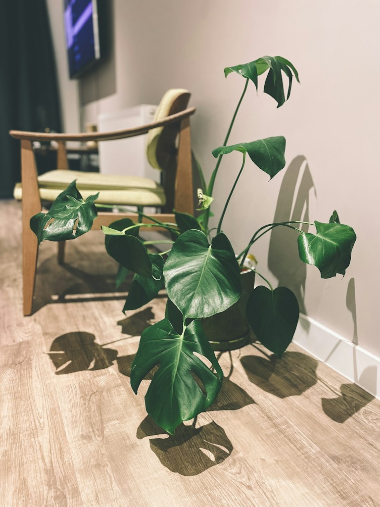 Monstera Delight