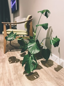 Monstera Delight