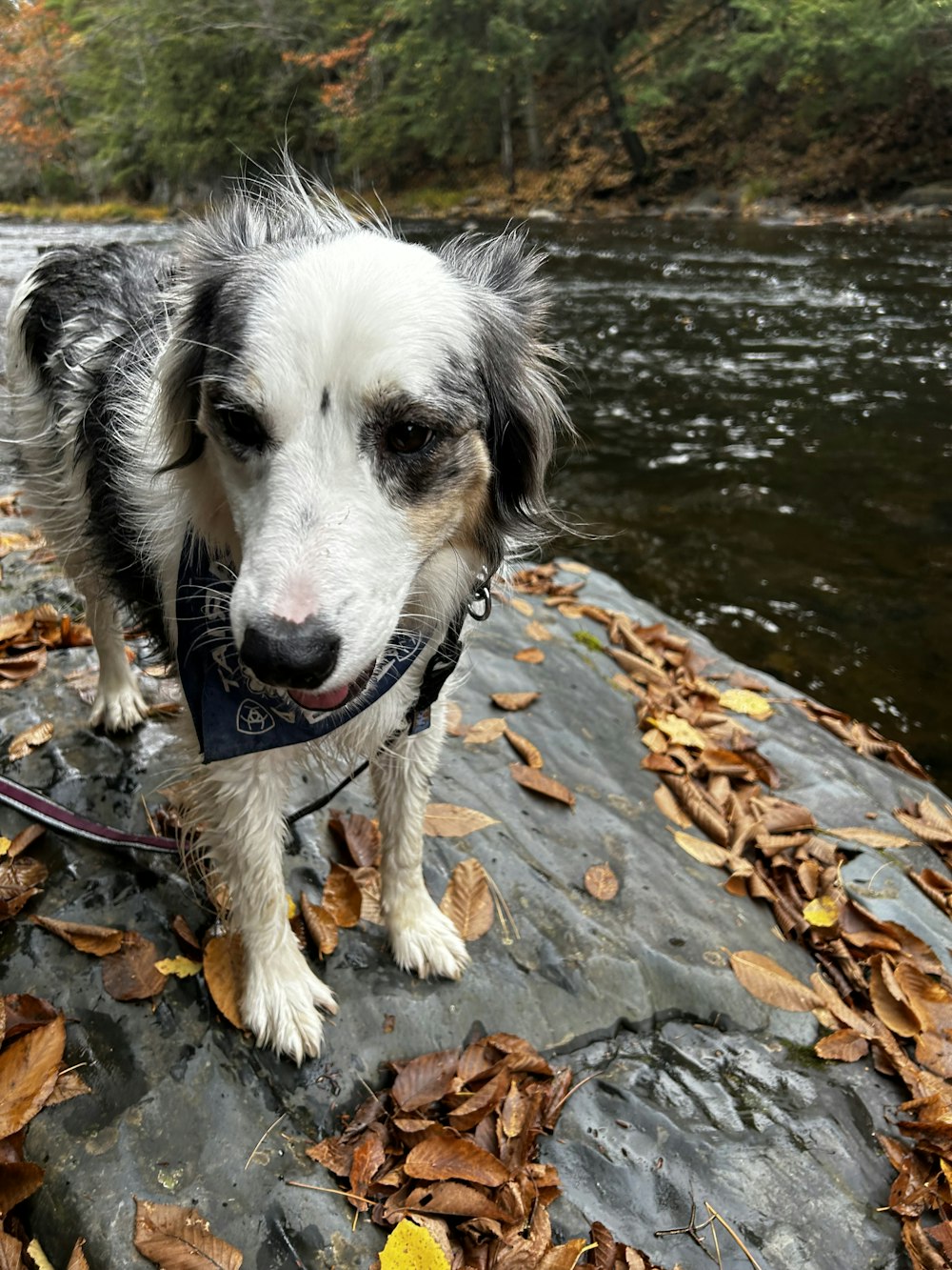 a dog on a leash standing on a rock by a river
