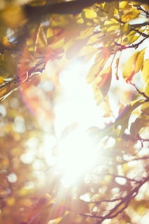 Soft sunlight filtering through autumn leaves, casting warm golden hues on the ground.