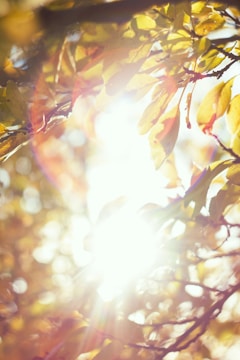Golden hour sunlight filtering through autumn leaves in a park.