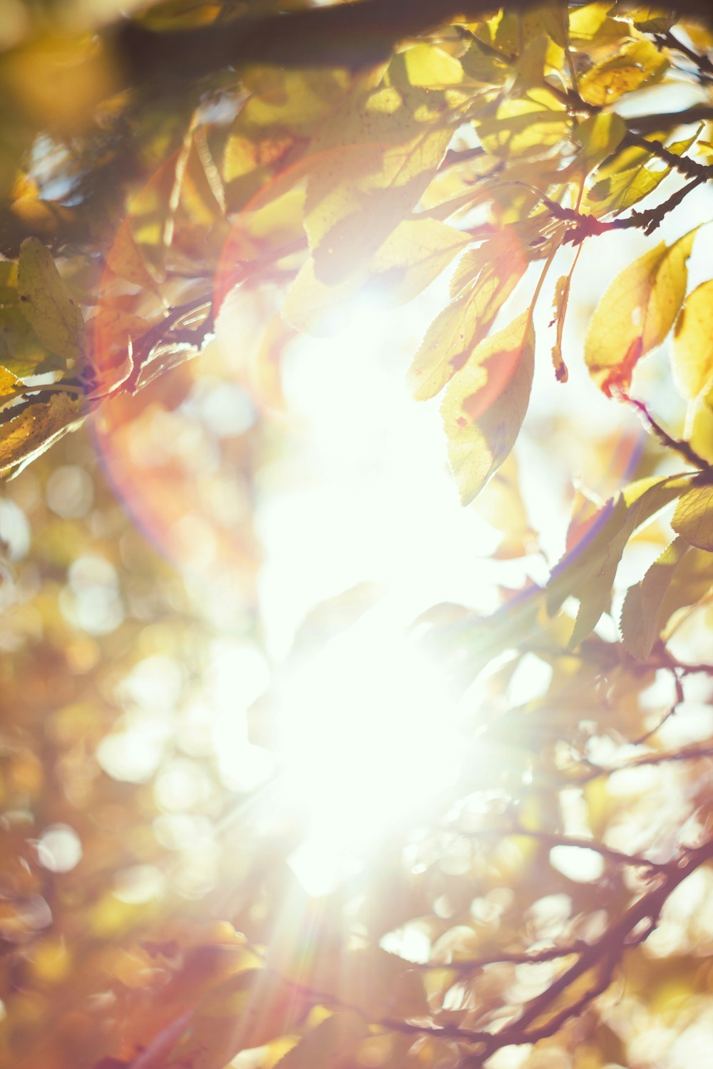 Le soleil brille à travers les feuilles