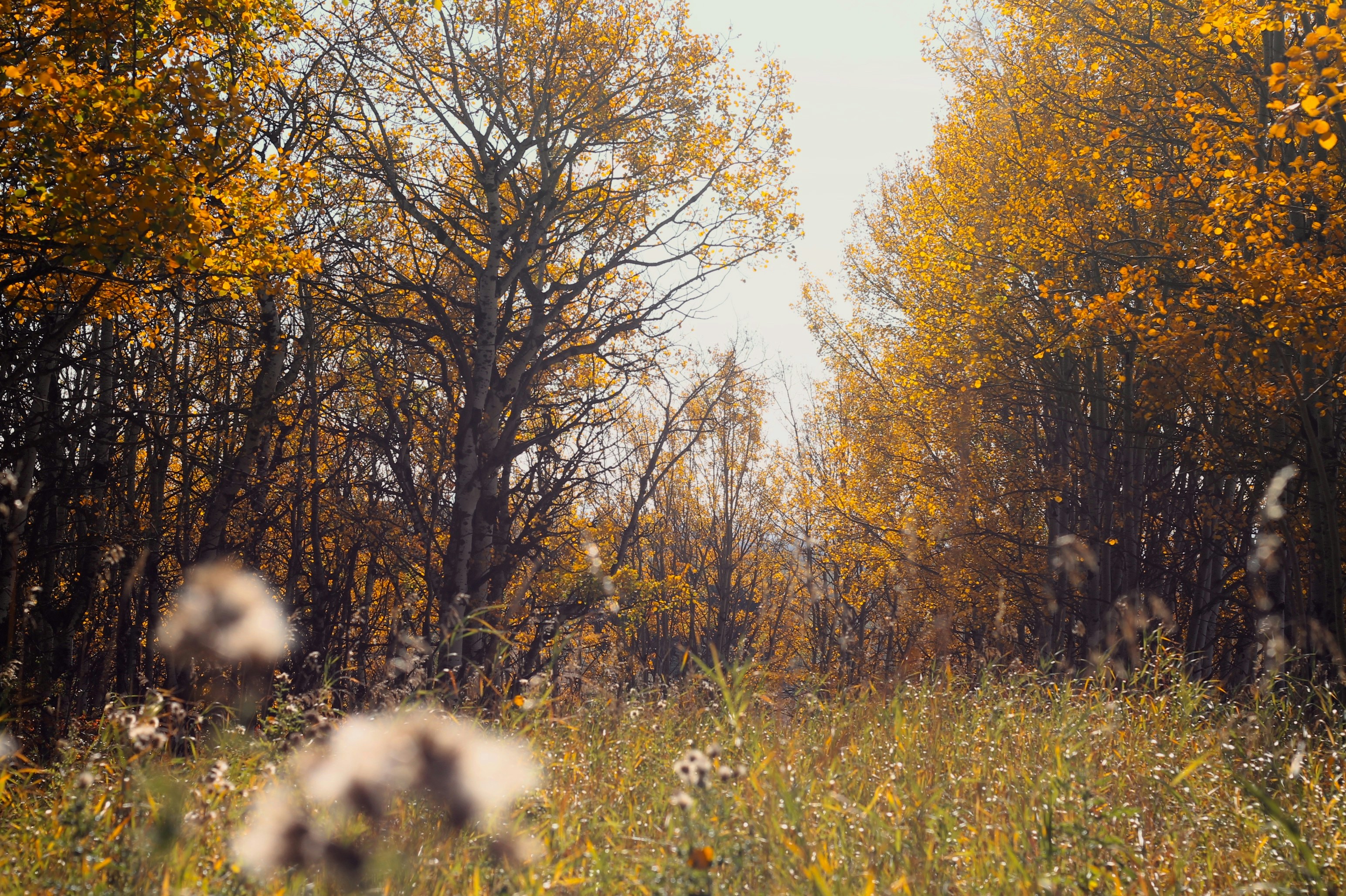 fall wallpaper aesthetic, wallpaper, September Crafts for Adults: Fall Inspiration 4