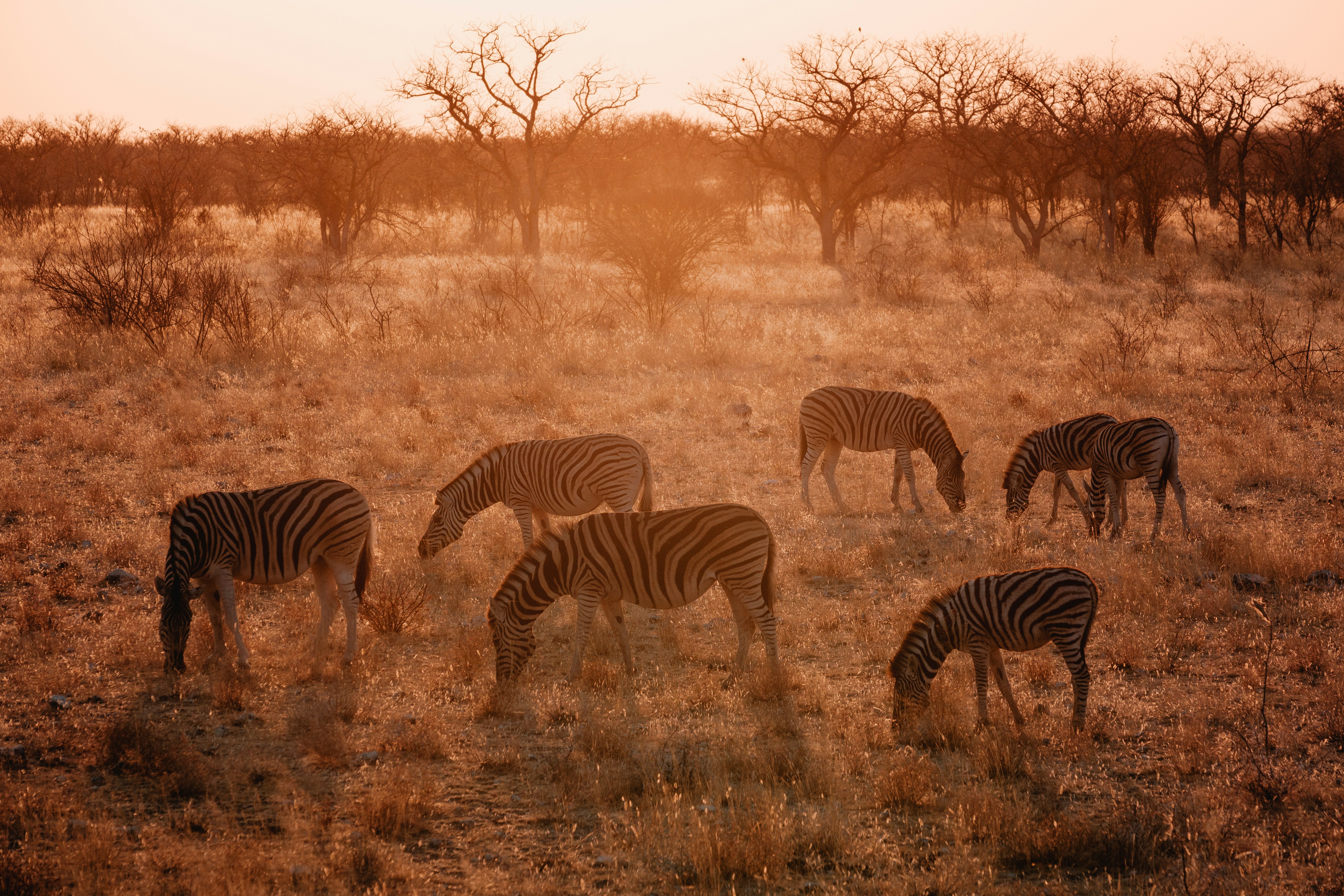 Etosha National Park