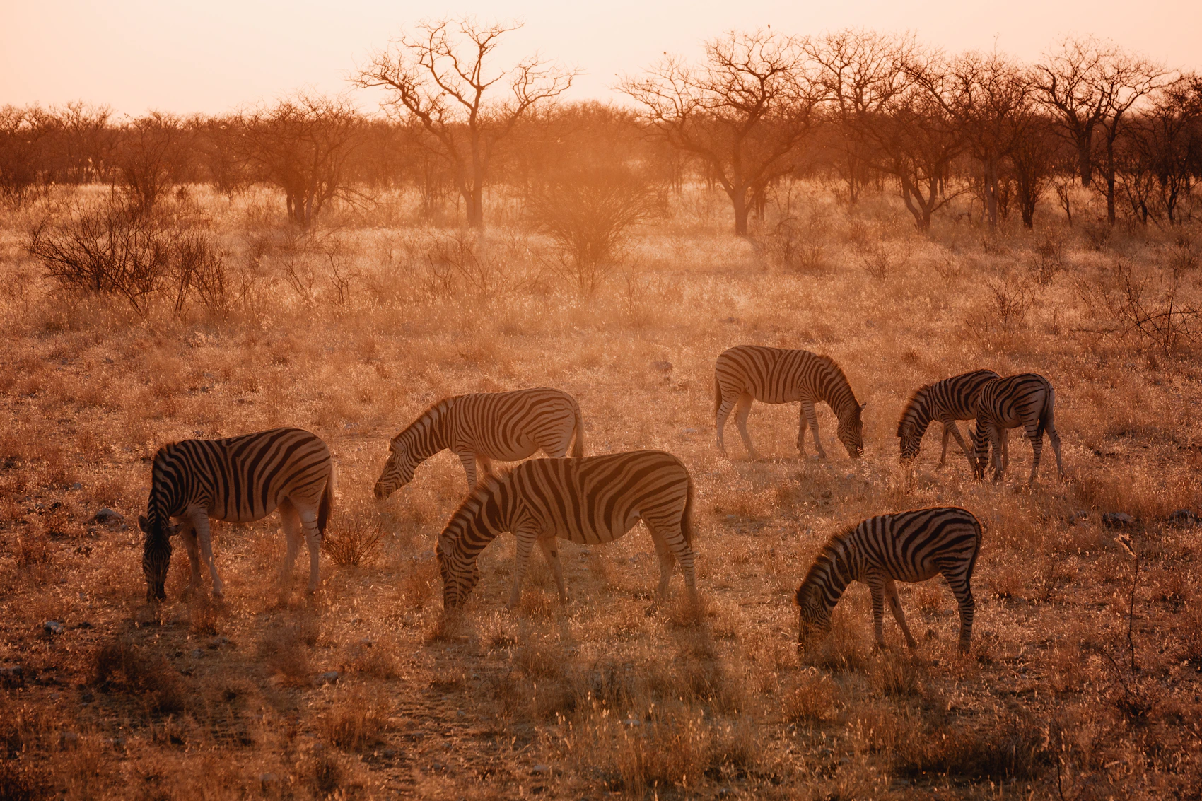Zebras grazing at sunrise in Etosha National Park