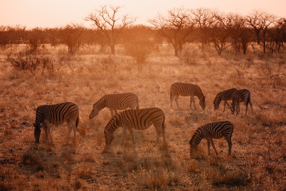 Eine Gruppe von Zebras grast auf einem Feld