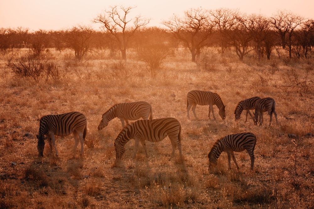 Un gruppo di zebre che pascolano in un campo