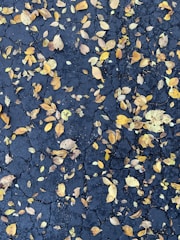 A cracked asphalt surface scattered with a variety of fallen autumn leaves in shades of yellow and brown.