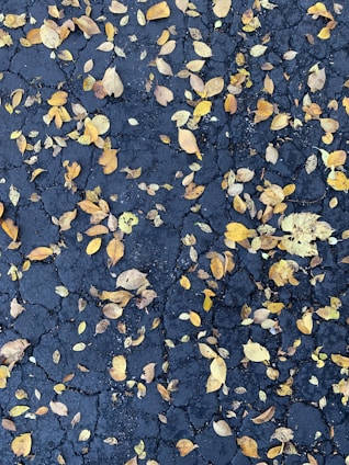 A cracked asphalt surface scattered with a variety of fallen autumn leaves in shades of yellow and brown.