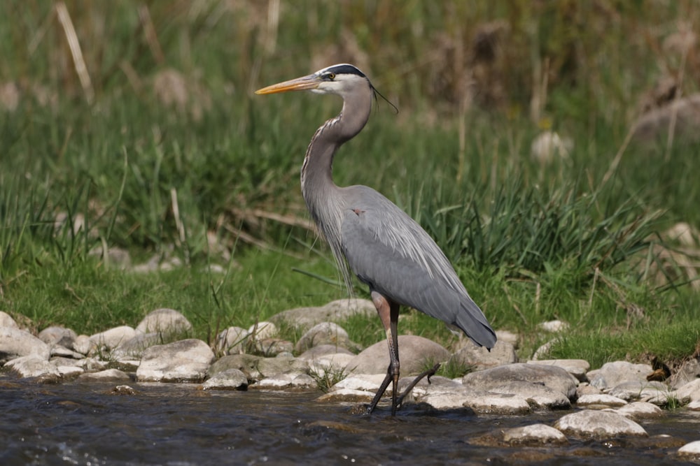 a bird standing on a rock