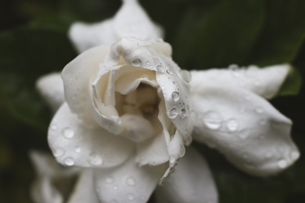 a close up of a white rose