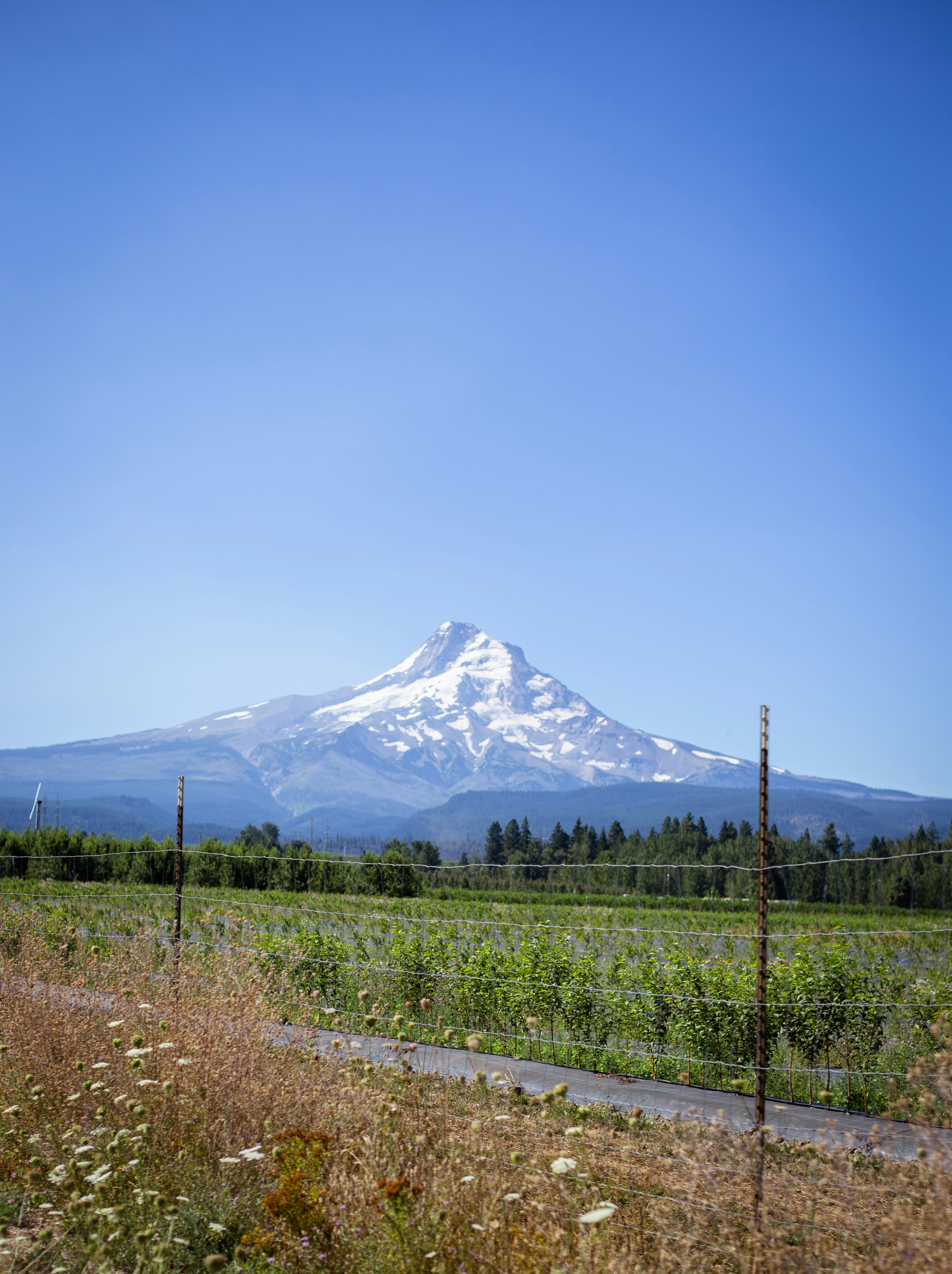 a snowy mountain behind a vineyard