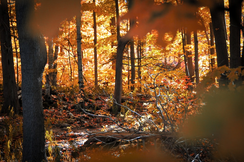 a creek in the woods