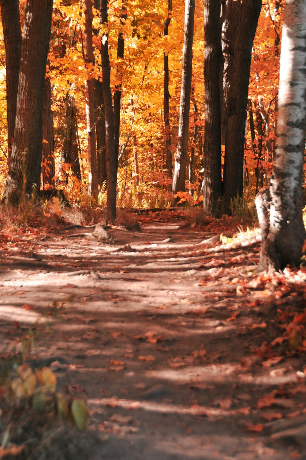 a path in the woods