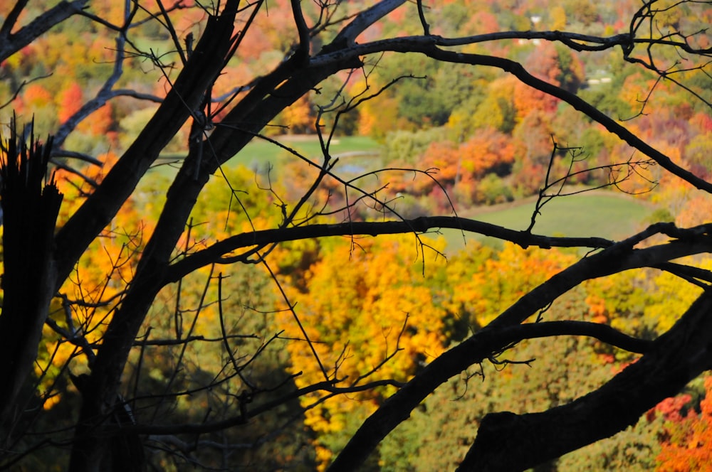 a tree with yellow leaves