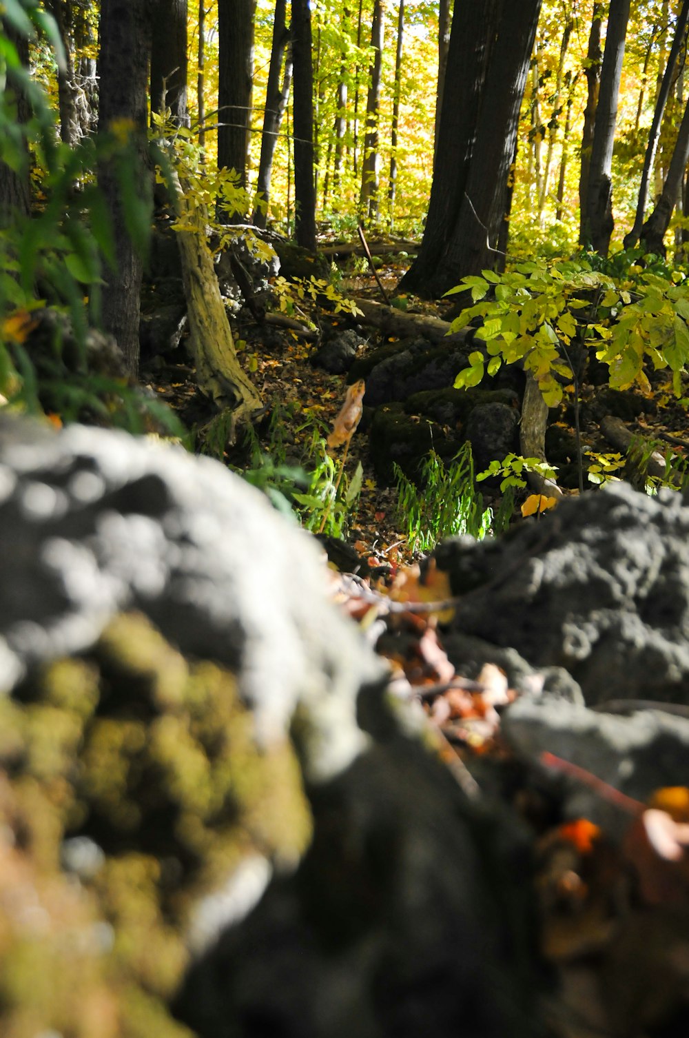 a stream in the woods