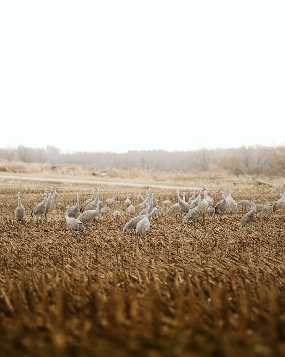 a group of birds in a field