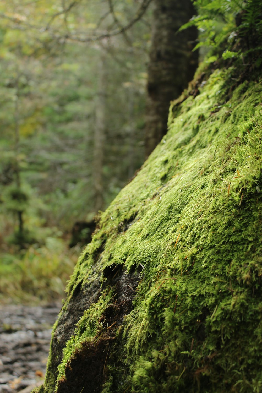 a mossy tree trunk