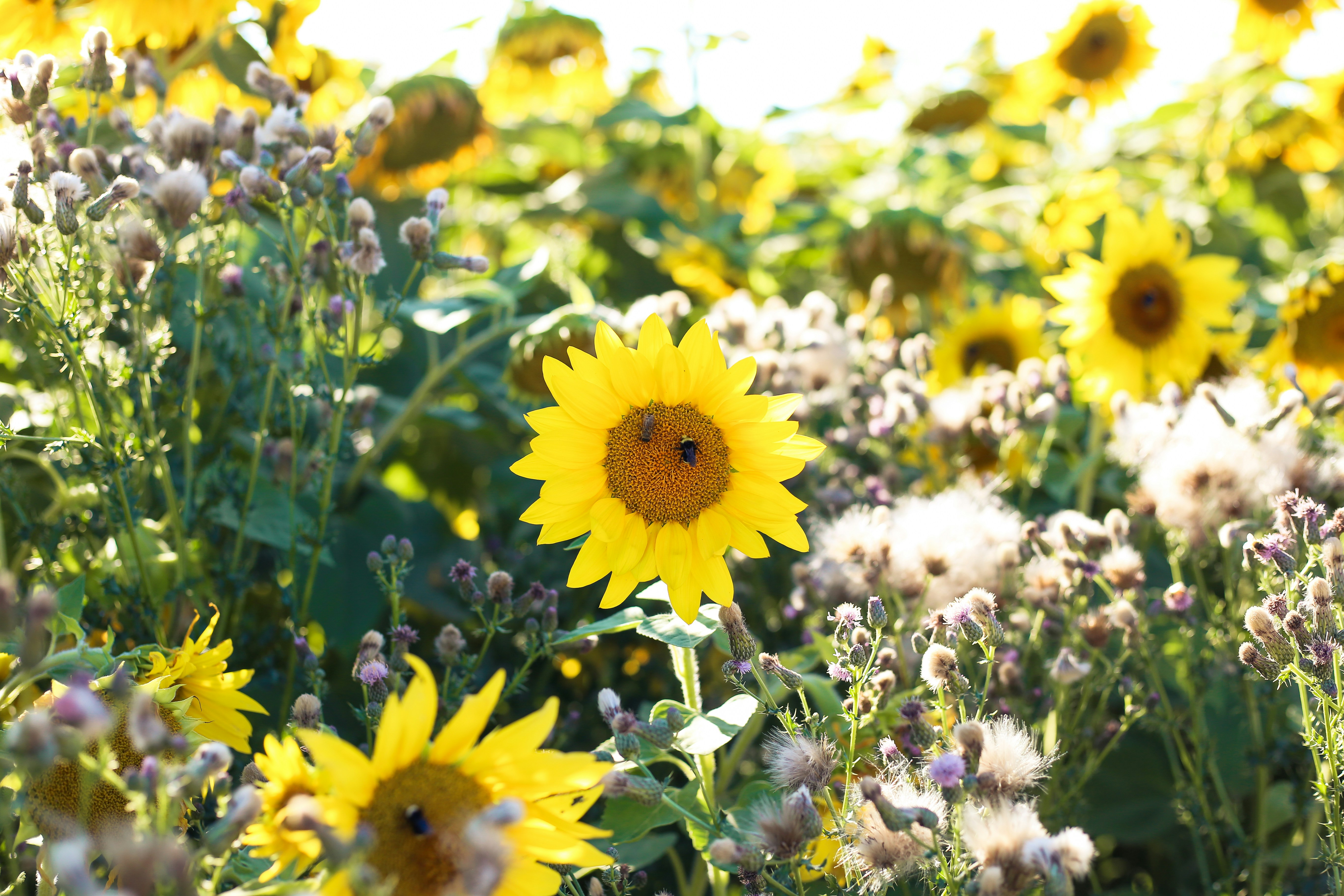 Photo by anicolephotollc